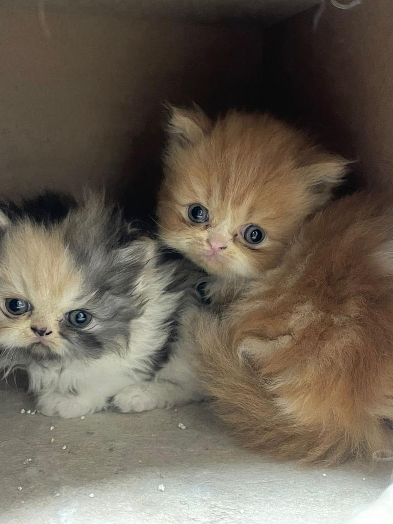 Perzische kittens  Biggyface, Dieren en Toebehoren, Poes, 0 tot 2 jaar