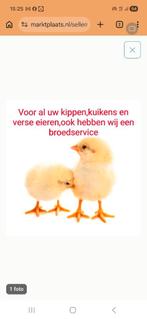 Kuikens, Dieren en Toebehoren, Pluimvee, Meerdere dieren, Kip