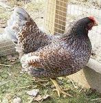 Barnevelder, Geslacht onbekend, Kip