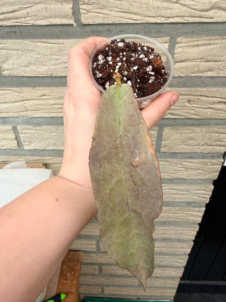 Hoya mitrata silver pearl, Huis en Inrichting, Verzenden, Halfschaduw, Minder dan 100 cm