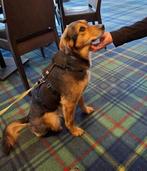 Ter adoptie  zachtaardige  JUNE ️ ♀️, Particulier, Buitenland, Teef, Parvo