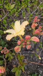 Rhododendron Mollis Azalea, Vaste plant, Halfschaduw, Lente, Ophalen