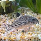 Corydoras julii, Vis, Zoetwatervis, Schoolvis