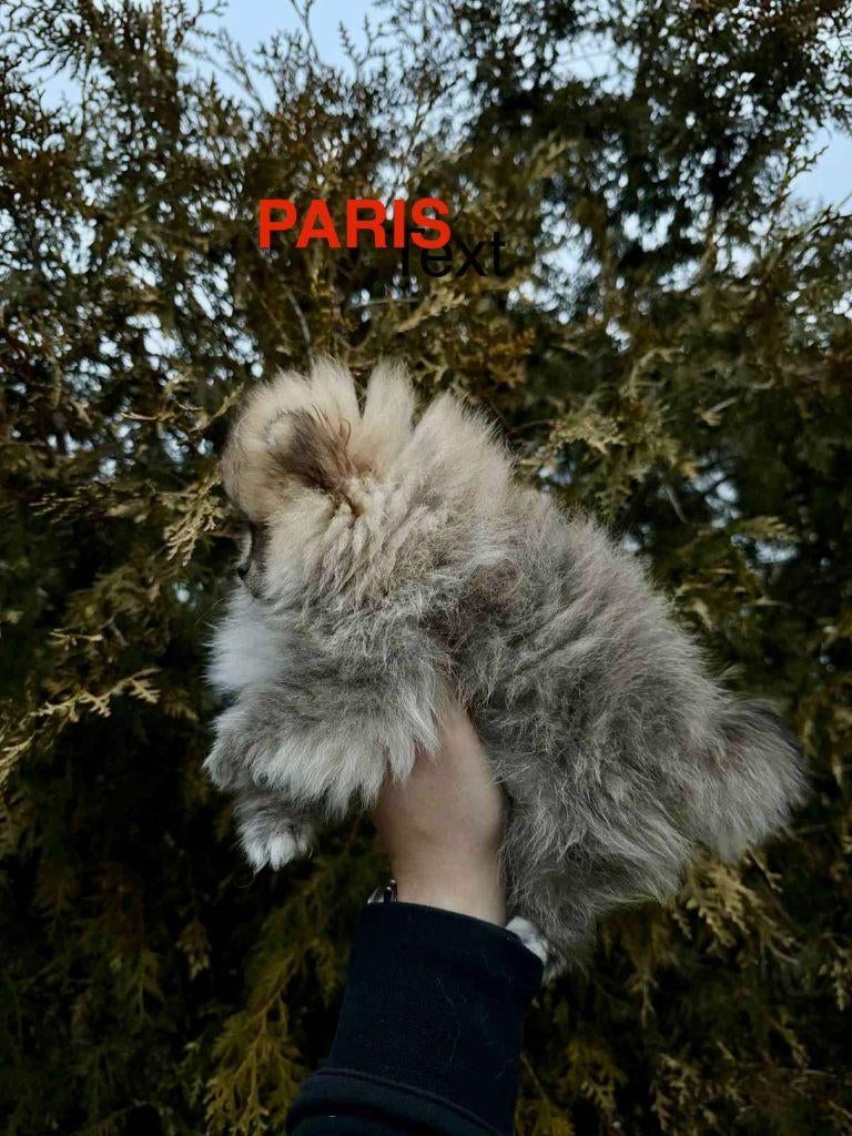 POMERIAAN POMERANIAN MINI BOO, Keeshond, 15 weken tot 1 jaar, Parvo, Teef