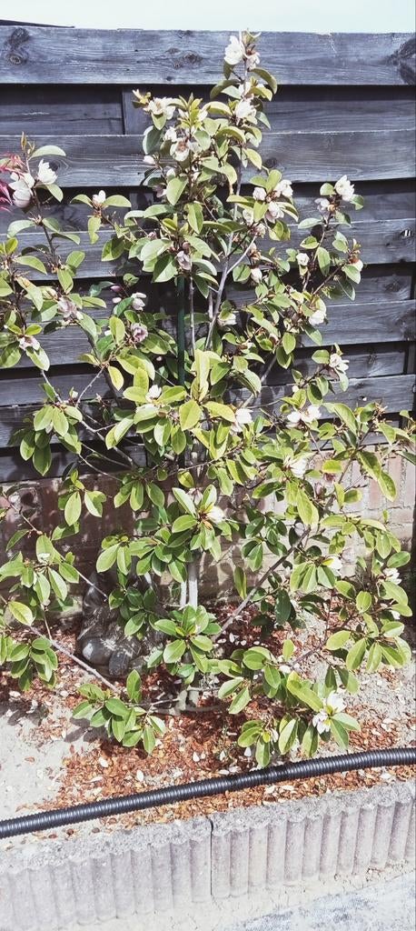 Magnolia boompje gratis, Overige soorten, Lente, Minder dan 100 cm, Ophalen