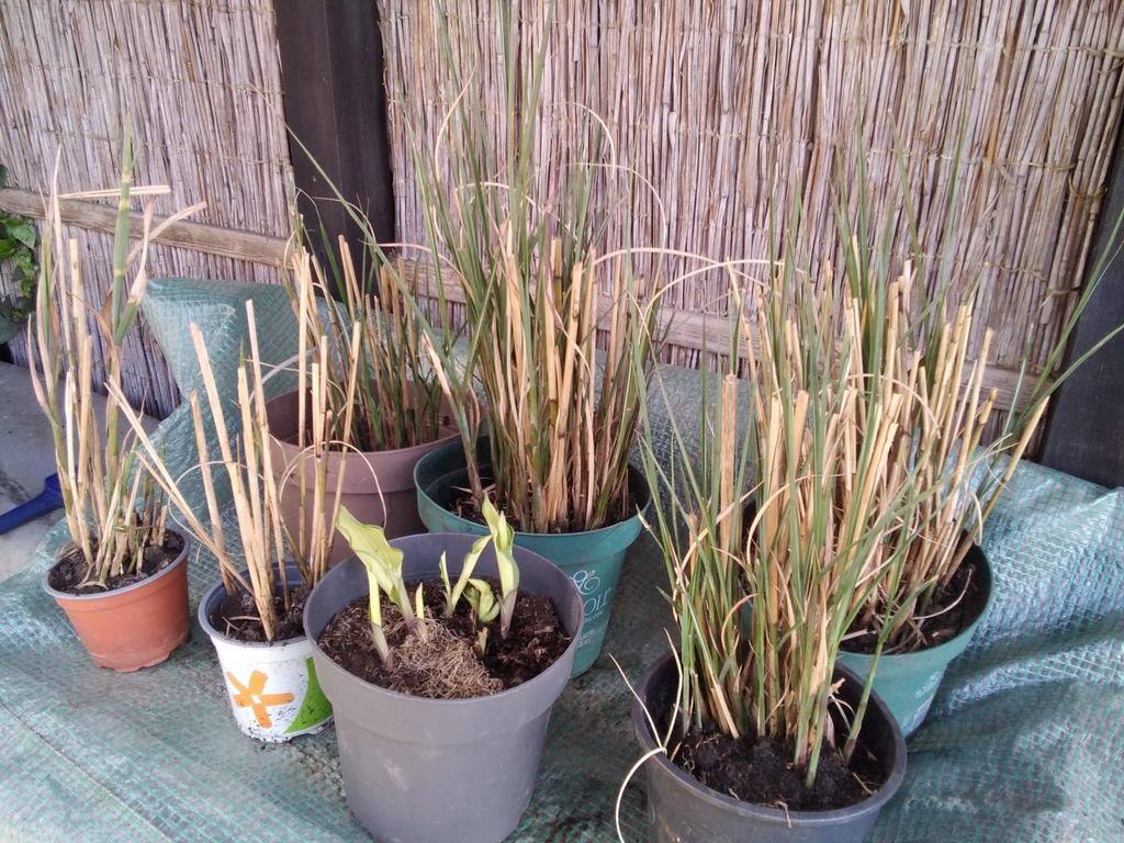 Siergrassen (Miscanthus) en Hosta stek, Tuin en Terras, Planten | Tuinplanten, Volle zon, Vaste plant, Siergrassen, Ophalen of Verzenden