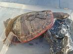 Roodbuik Spitskop schildpad , mannetje, Schildpad, 3 tot 6 jaar