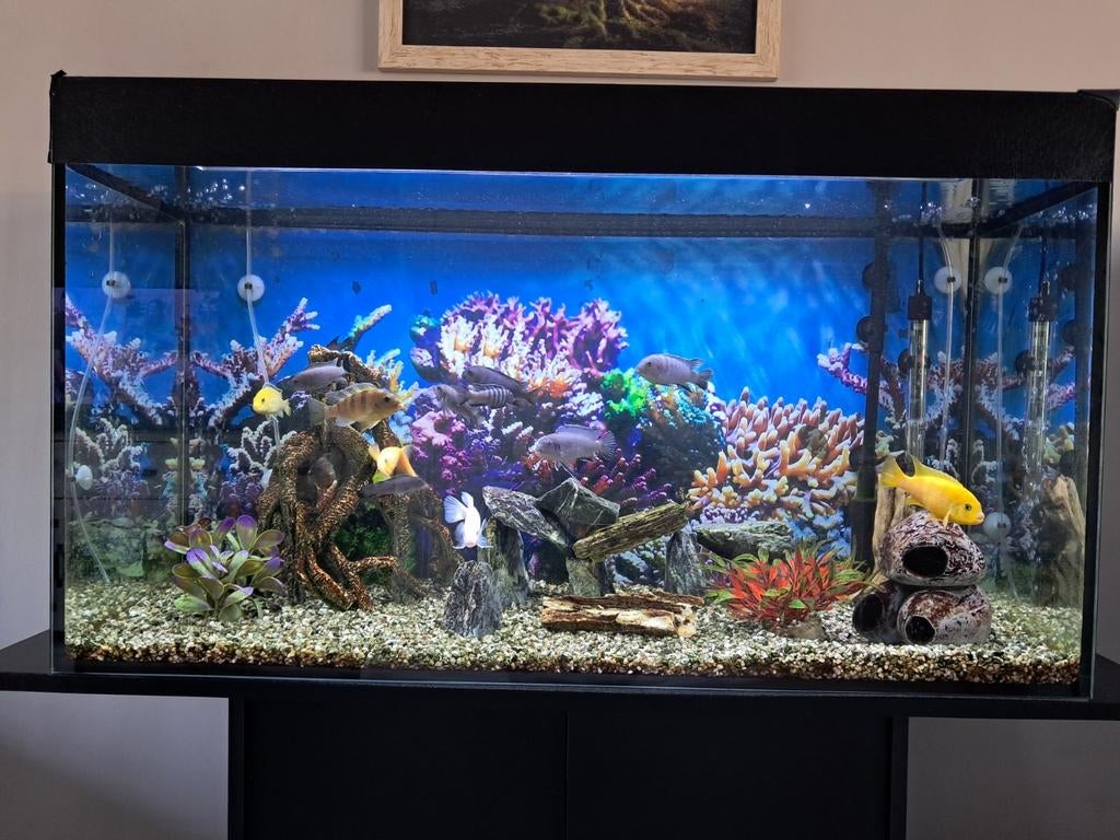 Aquaria, Dieren en Toebehoren, Vissen | Aquaria en Toebehoren, Ophalen of Verzenden, Zo goed als nieuw, Gevuld zoetwateraquarium