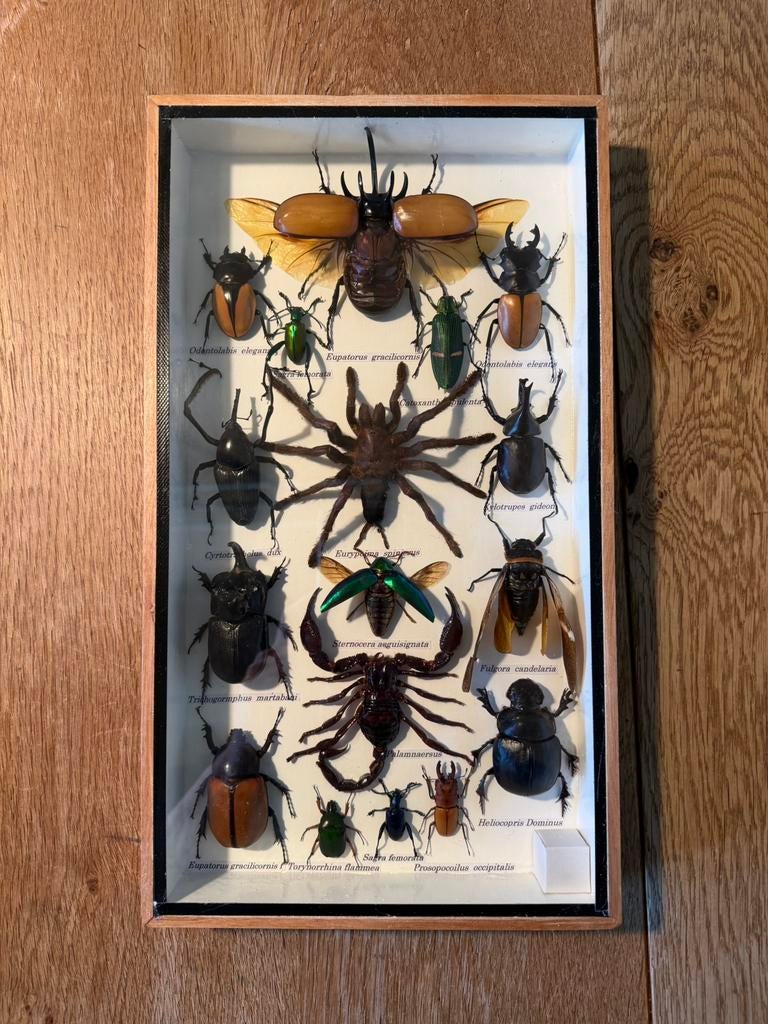 Vogelspin, schorpioen en kevers in houten lijst met glas, Ophalen of Verzenden, Gebruikt, Insect, Opgezet dier