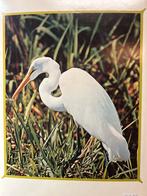 Birds of North America - Vogelgids, Boeken, Ophalen of Verzenden, Gelezen, Vogels