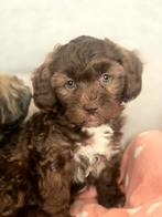 Super mooie gezonde boomer pups. Maltezer maal shih tzu, Dieren en Toebehoren, Honden | Chihuahua's en Gezelschapshonden, Overige rassen