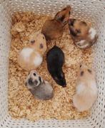Jonge lieve goudhamsters handtam en kinderen gewend, Dieren en Toebehoren, Hamster, Augustus, Meerdere dieren, Tam