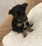 Chihuahua pups, Dieren en Toebehoren, Reu, Eén hond, Chihuahua, Nederland