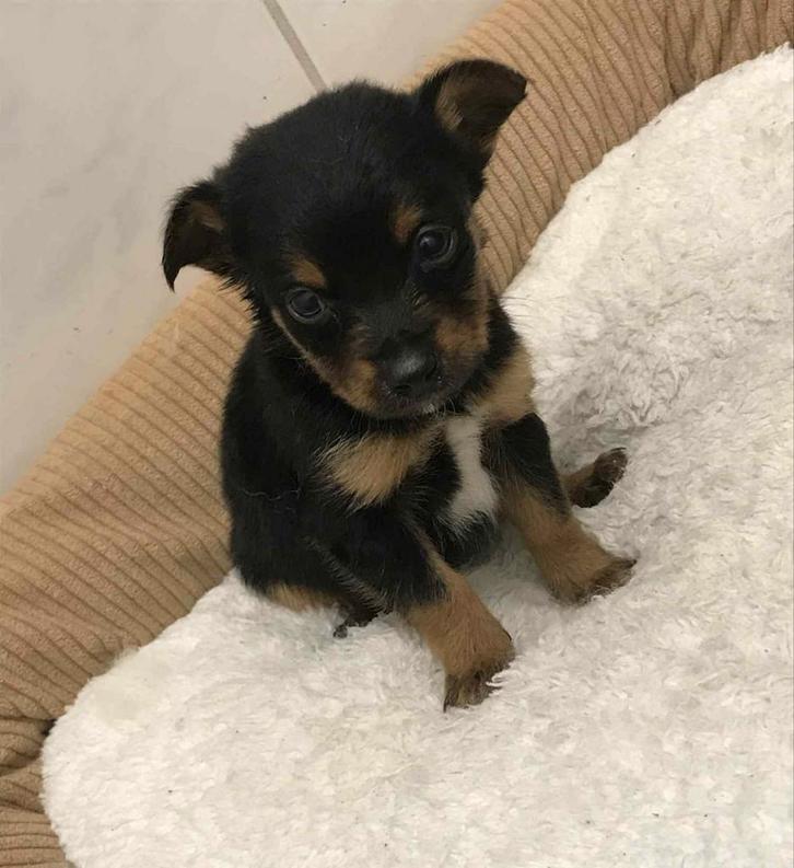 Chihuahua pups, Dieren en Toebehoren, Honden | Chihuahua's en Gezelschapshonden, Reu, Chihuahua, Particulier, Eén hond, Nederland