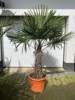Winterharde palmboom trachycarpus fortunei 70cm stamhoogte, In pot, Lente, Volle zon, Ophalen