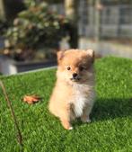 Te koop mooie dwergkees pup, Nederland, Keeshond, Reu, CDV (hondenziekte)