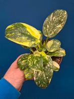Philodendron Congo Hybrid Variegata p12 (2), Huis en Inrichting, Ophalen of Verzenden, Halfschaduw, Minder dan 100 cm