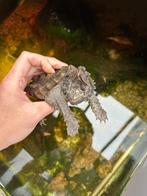 Alligator bijtschildpad (Macrochelys temminckii), Dieren en Toebehoren, Reptielen en Amfibieën, Schildpad, 3 tot 6 jaar