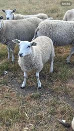 Stamboek swifter ooilammeren, Vrouwelijk, Schaap, 0 tot 2 jaar