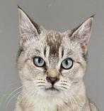 Poesje ticked colorpoint 5mnd gevaccineerd gechipt, Poes, Kortharig, 0 tot 2 jaar