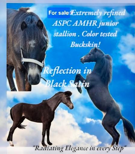 Super mooi ASPC AMHR BMP NMPRS fokmerrietjes, Dieren en Toebehoren, Paarden en Pony's | Dekhengsten en Fokmerries, Merrie