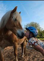 Verzorgster gezocht voor pony, Dieren en Toebehoren, Ophalen