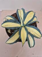 Agave Americana Mediopicta Aurea p14, meerdere vergelijkbare, Ophalen of Verzenden, Overige soorten, Minder dan 100 cm