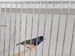 1 blauwe pastel man gouldamadines, Dieren en Toebehoren, Mannelijk, Tropenvogel, Geringd