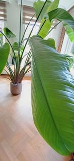 Prachtige gezonde Strelitzia, Ophalen, Overige soorten, Minder dan 100 cm