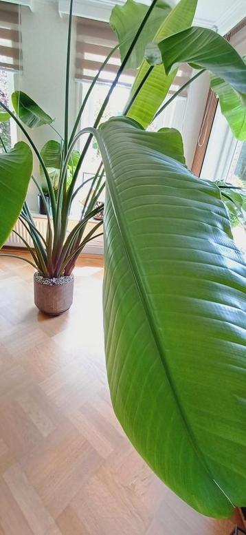 Prachtige gezonde Strelitzia beschikbaar voor biedingen
