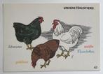 dl 1960 pluimvee kippen haan Wyandotten soorten, 1940 tot 1960, Overige thema's, Ongelopen, Verzenden