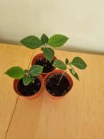 loquat, Japanse wolmispel, Nespole, Ophalen, Overige soorten, Volle zon