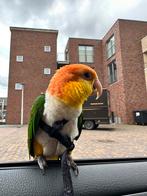 Roestkop Caique van 2020, Dieren en Toebehoren, Vogels | Parkieten en Papegaaien, Mannelijk, Papegaai