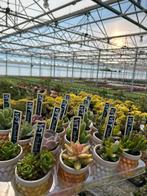 Vetplanten groot en klein Crassula bedankjes kamerplant, Ophalen, Vetplant, Halfschaduw, In pot
