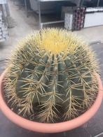 Cactus Fraai op kleur Ferocactus Glaucescens 30 cm schaal., Ophalen of Verzenden, Minder dan 100 cm, Bloeiende kamerplant, Volle zon