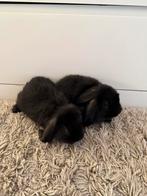 Franse hangoor babys voedsters, Meerdere dieren, Groot, Hangoor