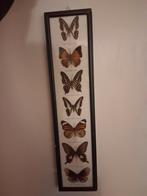 Vlinders, Ophalen, Zo goed als nieuw, Insect, Opgezet dier