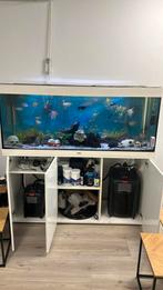 400 liter aqauarium met vissen heel veel spullen tekoop, Dieren en Toebehoren, Vissen | Aquaria en Toebehoren, Ophalen of Verzenden