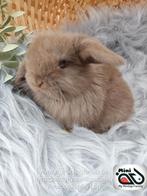 Raszuiver baby minilop konijn ram (transport mogelijk), Dieren en Toebehoren, Konijnen, Mannelijk, Dwerg, Hangoor, 0 tot 2 jaar