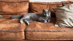 Britse korthaar 3 jaar oud, Dieren en Toebehoren, Katten en Kittens | Raskatten | Korthaar, Kater, Gechipt, 3 tot 5 jaar
