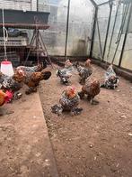 Broedeieren Sabelpootkriel - Porselein, Dieren en Toebehoren, Geslacht onbekend, Kip