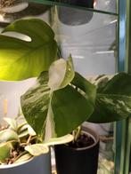 monstera deliciosa variegata, Ophalen, Halfschaduw, Minder dan 100 cm