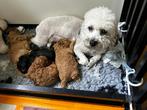 Toy poedel, Dieren en Toebehoren, Honden | Chihuahua's en Gezelschapshonden, Poedel, Parvo, 8 tot 15 weken, Teef