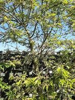 Sierappel, Lente, Appelboom, Volle zon, 250 tot 400 cm