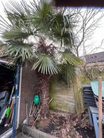 Winterharde palm. 3 meter hoog., Tuin en Terras, Planten | Bomen, Ophalen