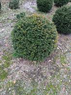 Taxus bollen, Ophalen, Taxus, Struik, Minder dan 100 cm
