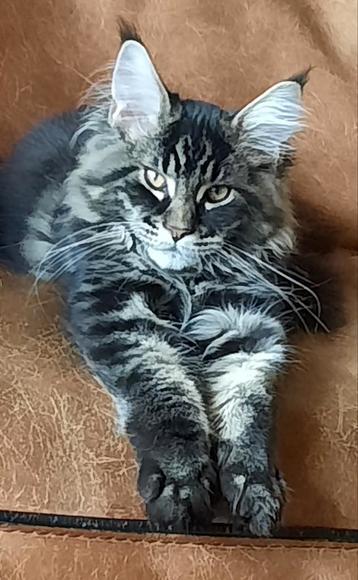 maine coon dekkater, mag paar dekkingen doen, stamboom beschikbaar voor biedingen