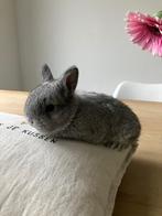 Dwergkonijn heel tam! Grijs en bruin, Dieren en Toebehoren, Konijnen, Meerdere dieren, Dwerg, 0 tot 2 jaar