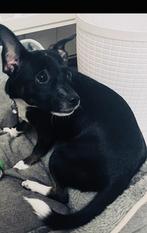 Mini Chihuahua/jack Russel Teef te koop !, Dieren en Toebehoren, Rabiës (hondsdolheid), 15 weken tot 1 jaar, Teef, Eén hond