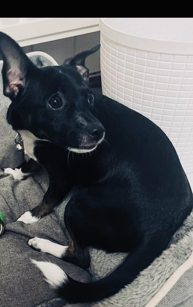Mini Chihuahua/jack Russel Teef te koop !, Dieren en Toebehoren, Honden | Chihuahua's en Gezelschapshonden, Teef, Chihuahua, Particulier
